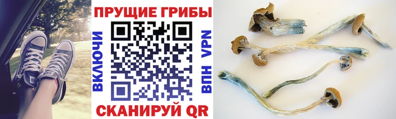 Галлюциногенные грибы GOLDEN TEACHER  Красный Кут 